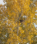 Hawk in Fall Cottonwood 4956